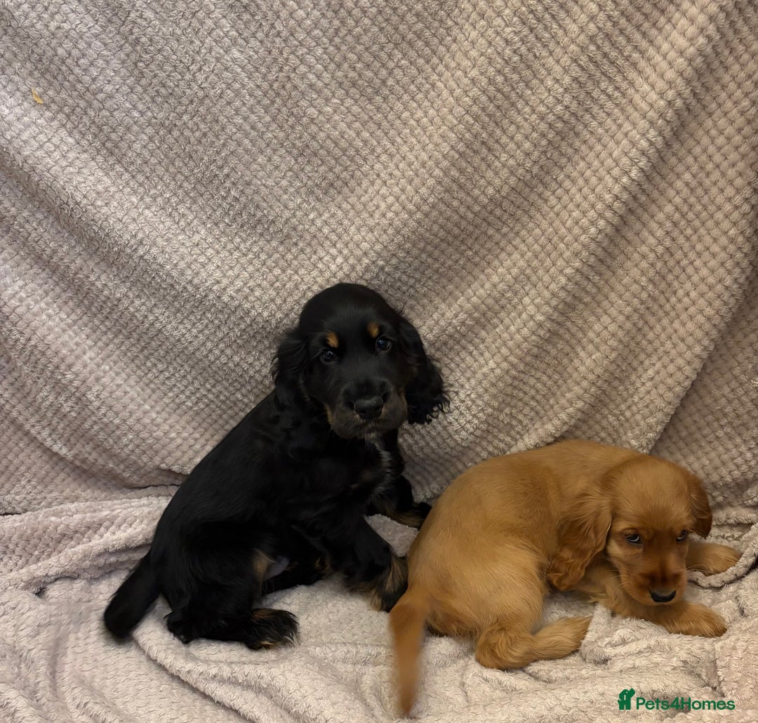 Cocker Spaniel dogs for sale: Show type cocker spaniels puppies  - Image 10