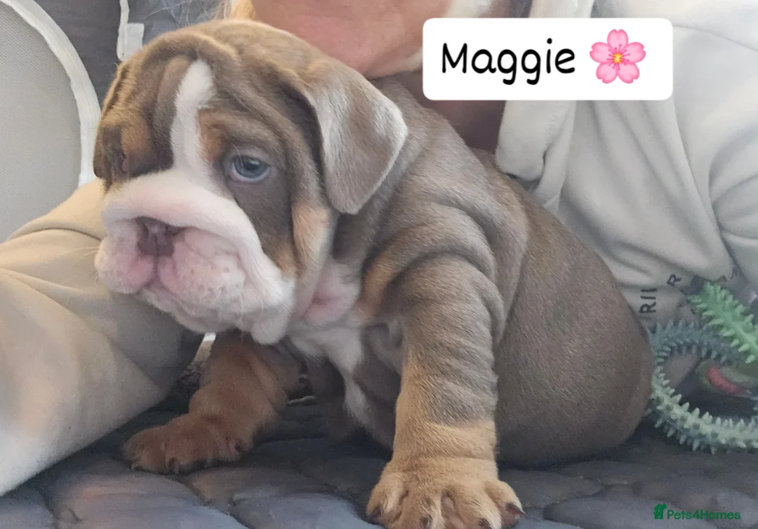 English Bulldog dogs for sale: Outstanding KC English Bulldogs, Top Quality Pups - Image 12