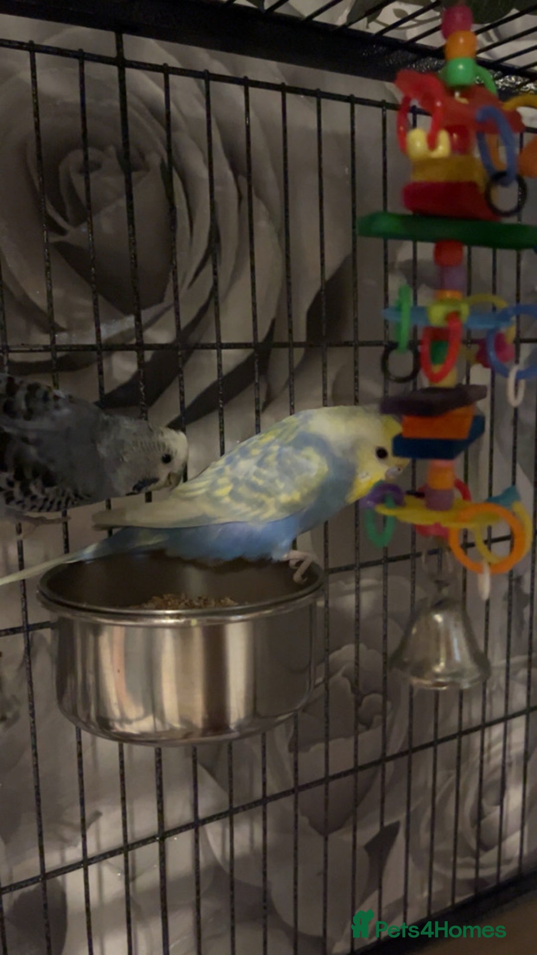 Budgerigars birds for sale: male budgies - Advert 2