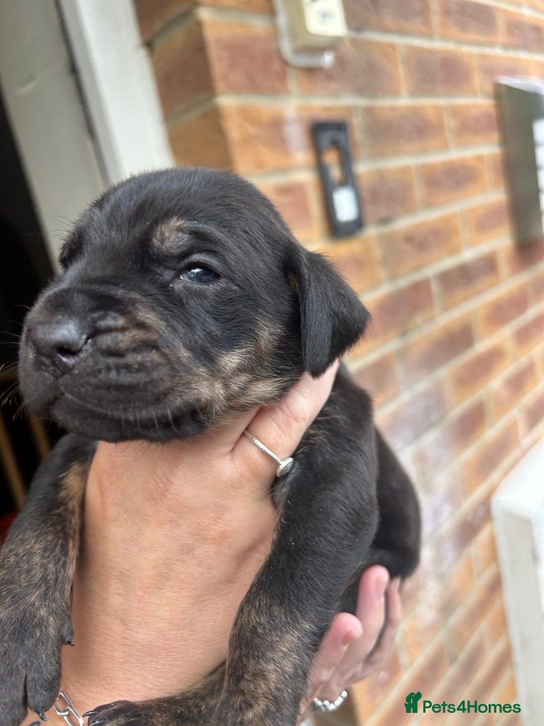 Mixed Breed dogs for sale: Doberman x cane corso  - Image 18