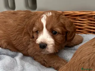 Cavapoo dogs 🐶🐩STUNNING HEALTH CLEAR CAVAPOO PUPPIES🐩🐶 - Advert 5