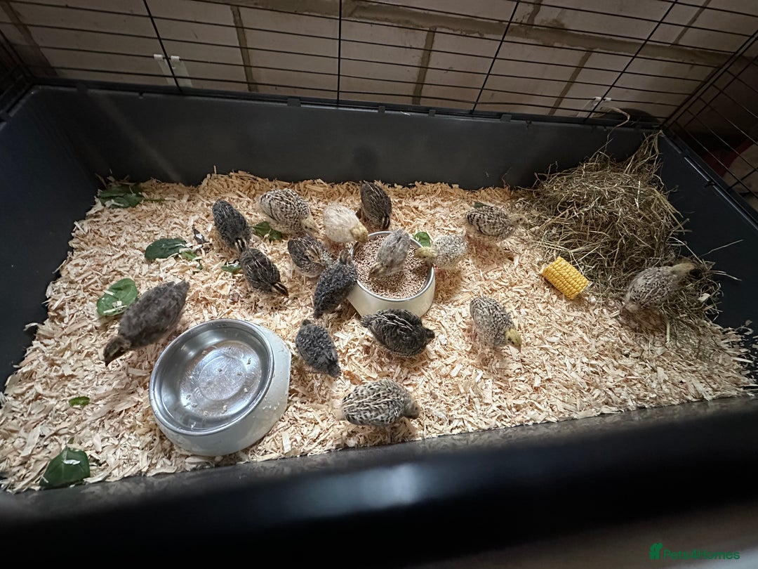 Quail poultry for sale: Quails for sale  - Image 3