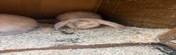 French Lop rabbits for sale: Beautiful French lop rabbits  - Advert 3