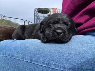 Labrador Retriever dogs True Show Line Chunky Labrador Puppies - Advert 18