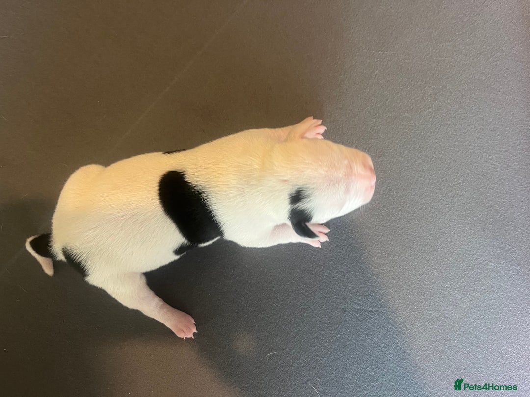 Mixed Breed dogs for sale: StaffyXAmerican bulldog puppies  - Image 17