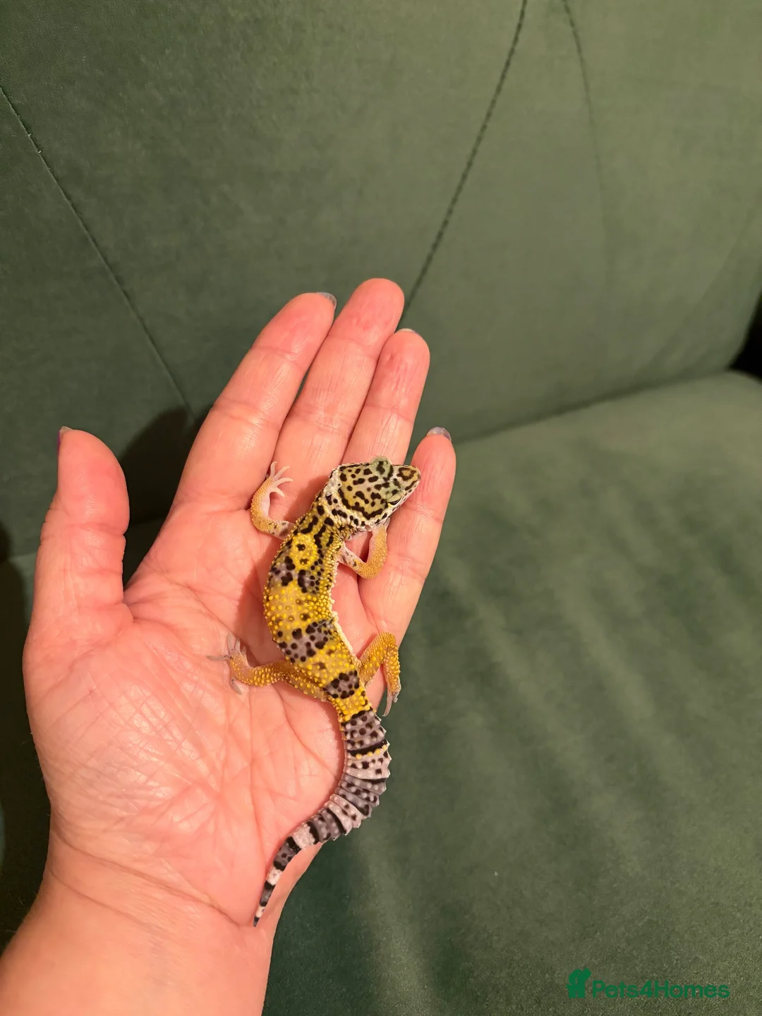 Leopard Gecko reptiles for sale: Leopard gecko babies - Advert 1