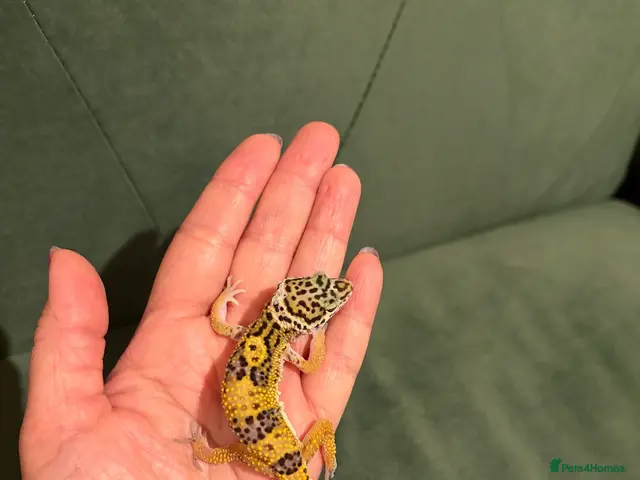 Leopard Gecko reptiles for sale: Leopard gecko babies - Advert 1