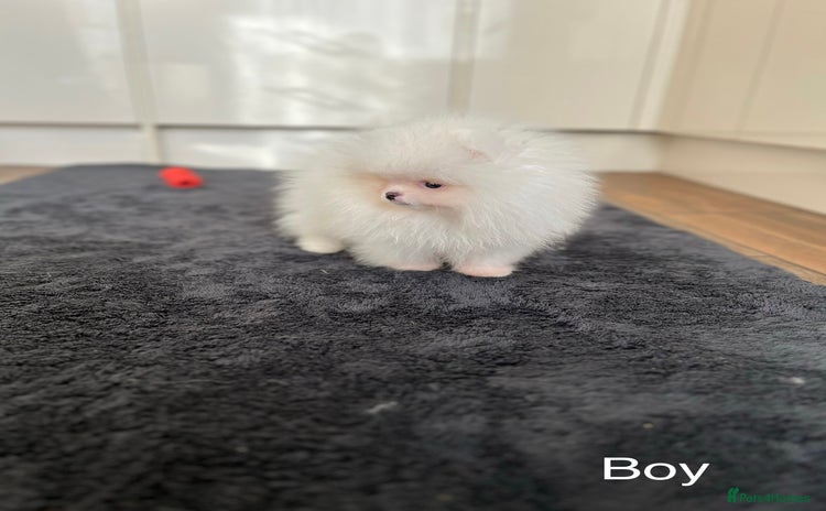 Pomeranian dogs - Advert 3