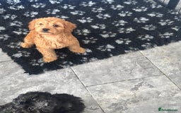 Mixed Breed dogs for sale: final reduction to find forever home  - Image 29