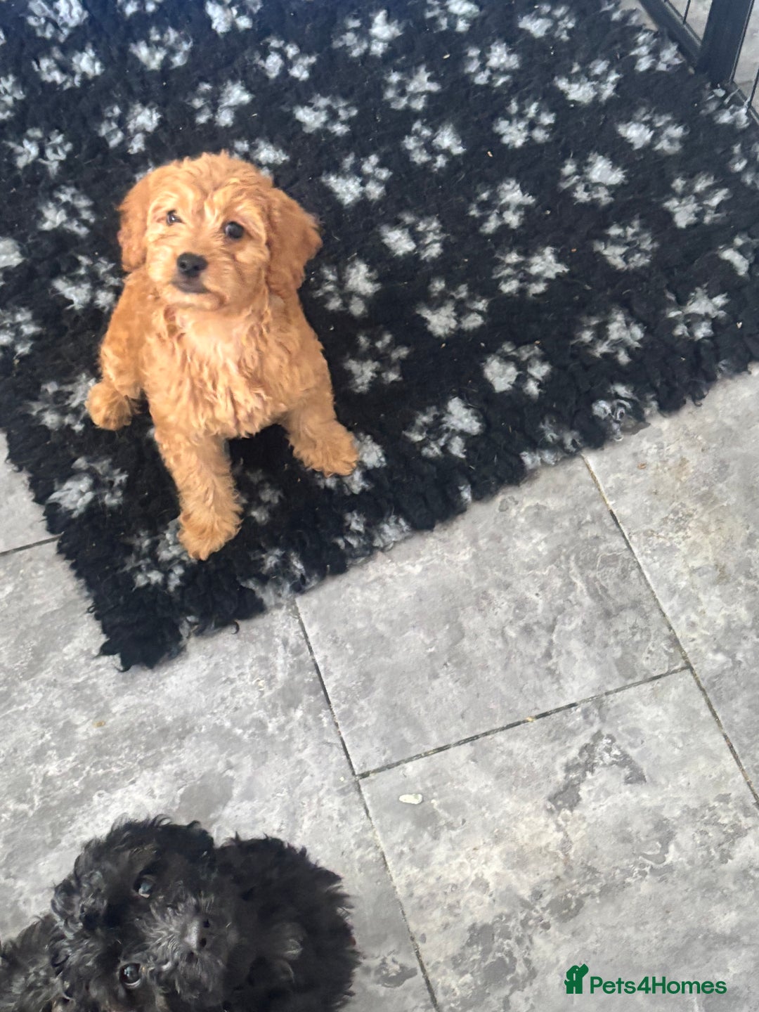Mixed Breed dogs for sale: final reduction to find forever home  - Image 29
