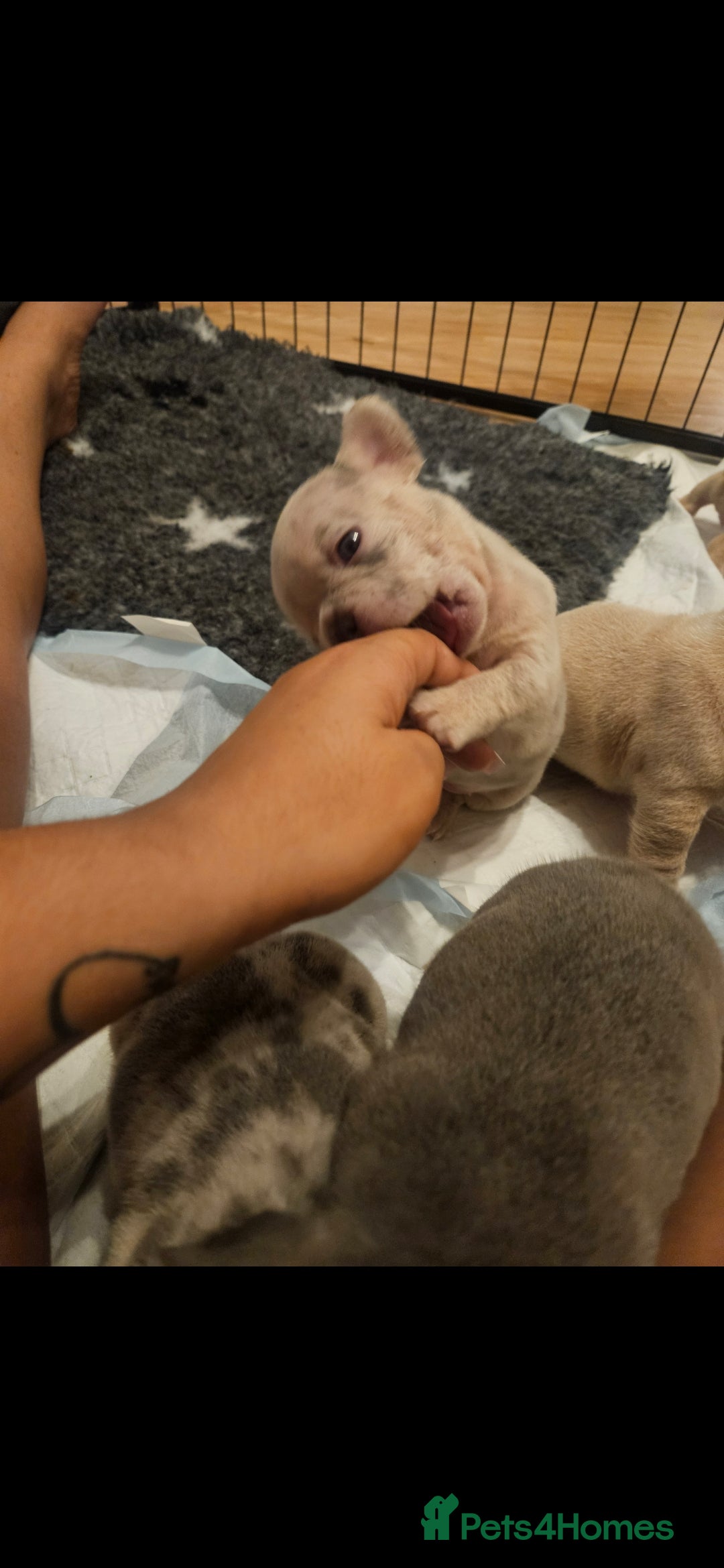 French Bulldog dogs for sale: Exotic Bi g R frenchie girl pups - FLUFFY CARRIERS - Image 5