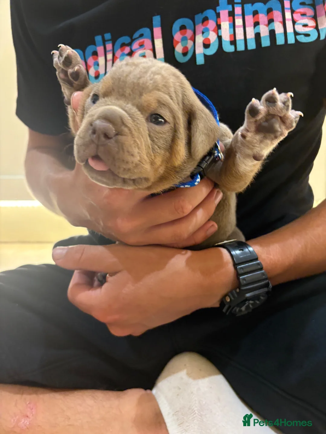 Olde English Bulldogge dogs for sale:  Olde English Bulldog Puppies L in Sawbridgeworth - Advert 17