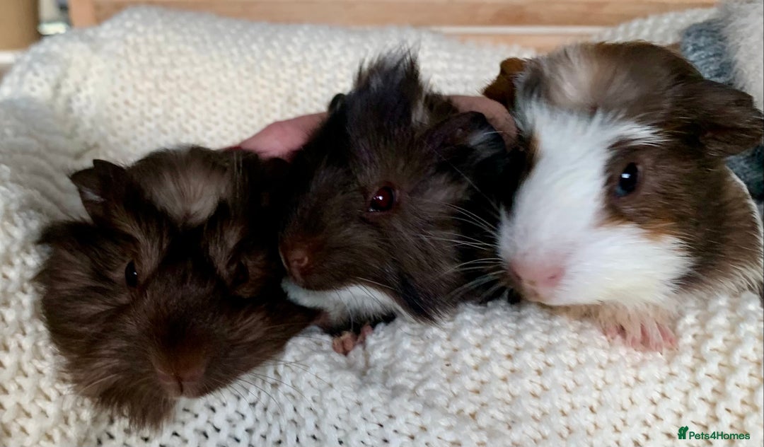 Guinea Pig rodents for sale:  VERY tame, healthy, GORGEOUS baby boy Guinea pigs - Advert 29