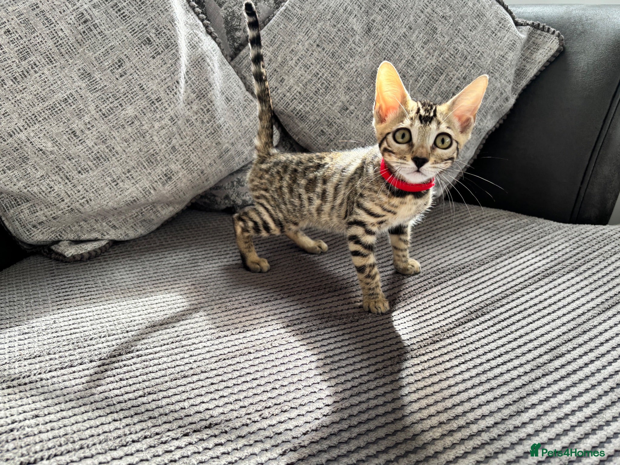 Bengal cats Stunning full pedigree registered bengal kittens  - Advert 2