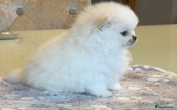 Pomeranian dogs for sale: KC Reg show quality Poms, 5 🌟 homes Only - Image 1