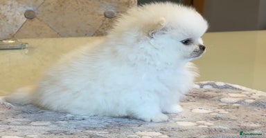 Pomeranian dogs - Advert 4