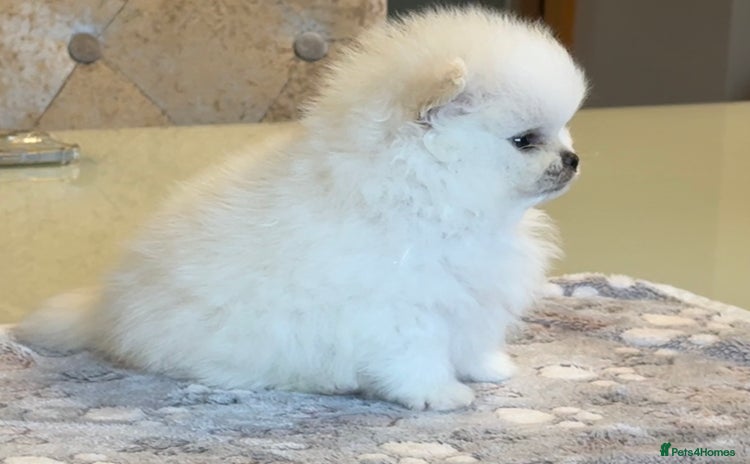 Pomeranian dogs - Advert 1