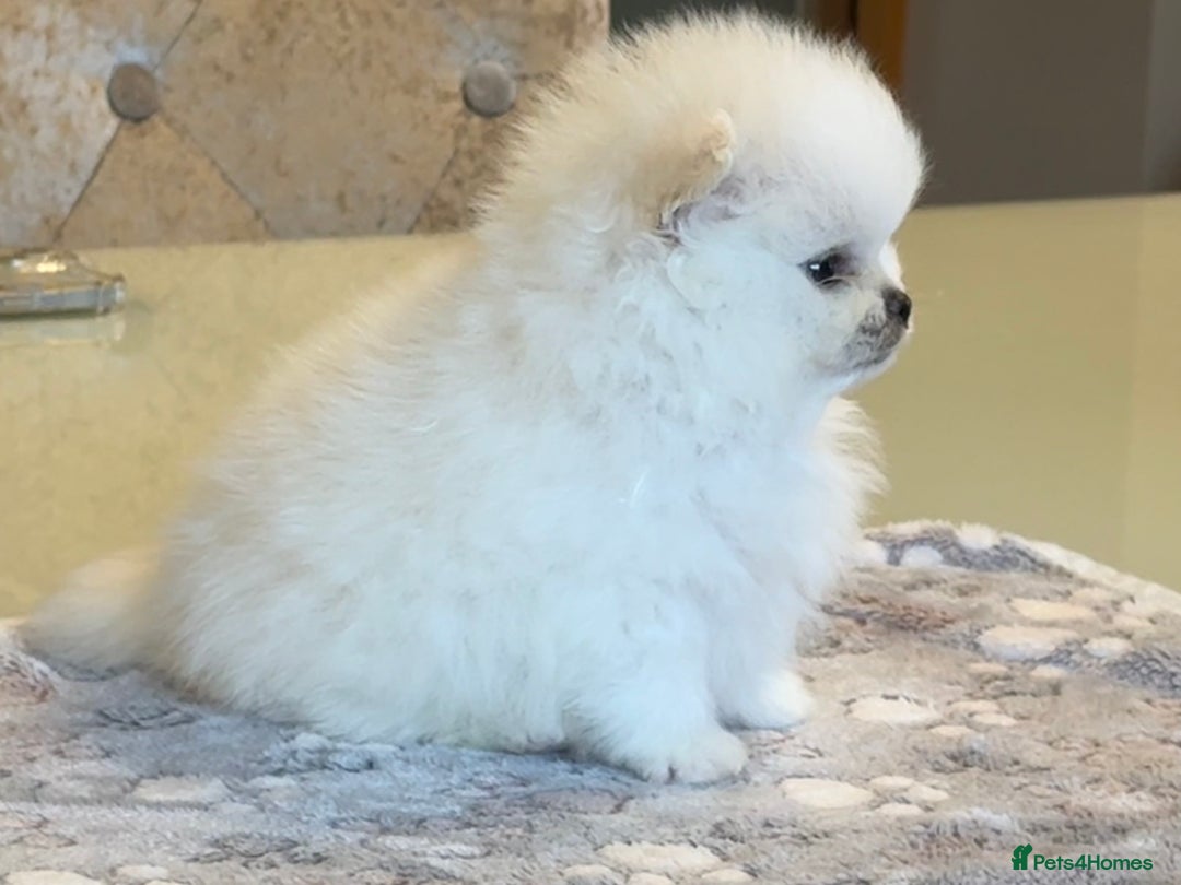 Pomeranian dogs for sale: KC Reg show quality Poms, 5 🌟 homes Only - Image 1