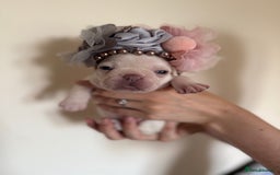 French Bulldog dogs for sale: Stunning platinum and lilac fawn boys and girls - Image 11
