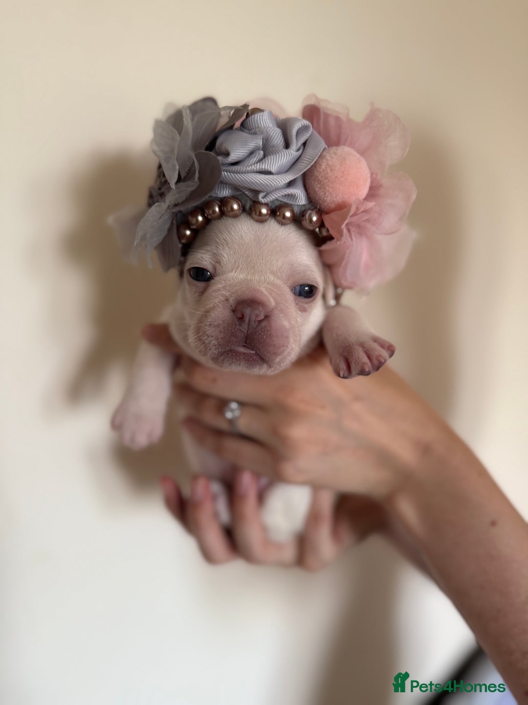 French Bulldog dogs for sale: Stunning platinum and lilac fawn boys and girls - Image 11