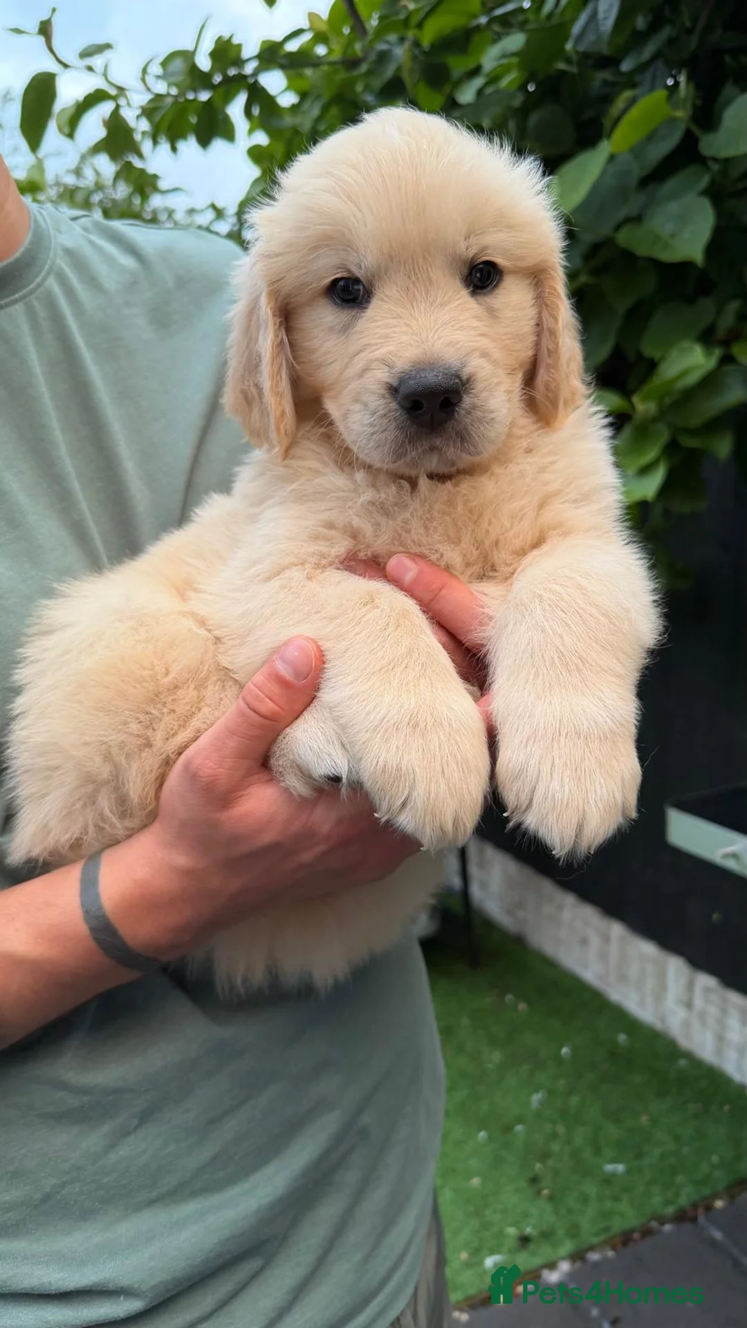 Golden Retriever dogs for sale: Last puppy - American Line Golden Retriever - Advert 1