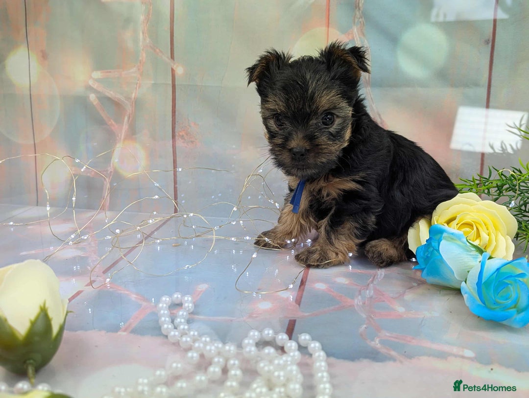 Yorkshire Terrier dogs for sale: Pedigree Yorkshire Terrier Puppies - Image 4