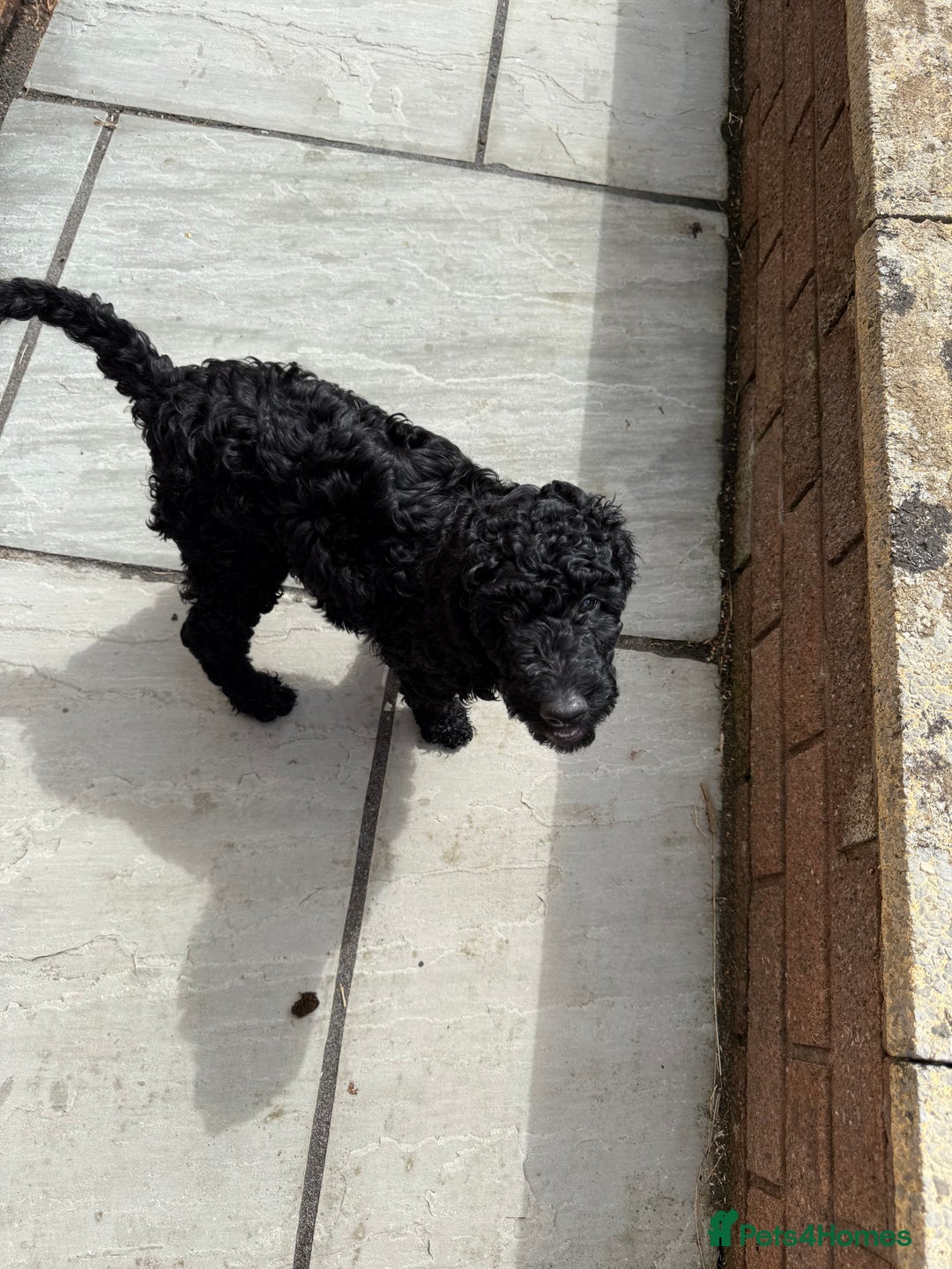 Labradoodle dogs for sale: Price reduced ready now Toy mini labradoodle f2bb  - Image 15