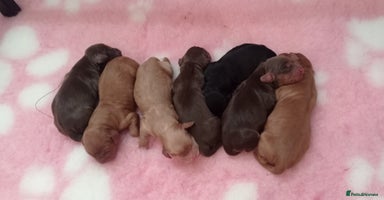 Cocker Spaniel dogs - Advert 6