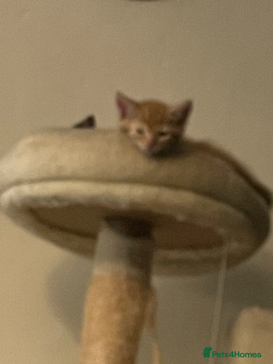 Mixed Breed cats for sale: Lovely litter of kitties looking for forever homes - Advert 2
