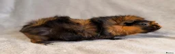 Guinea Pig rodents for sale: ✨ Retired Show Abyssinian Boars ✨ - Advert 6