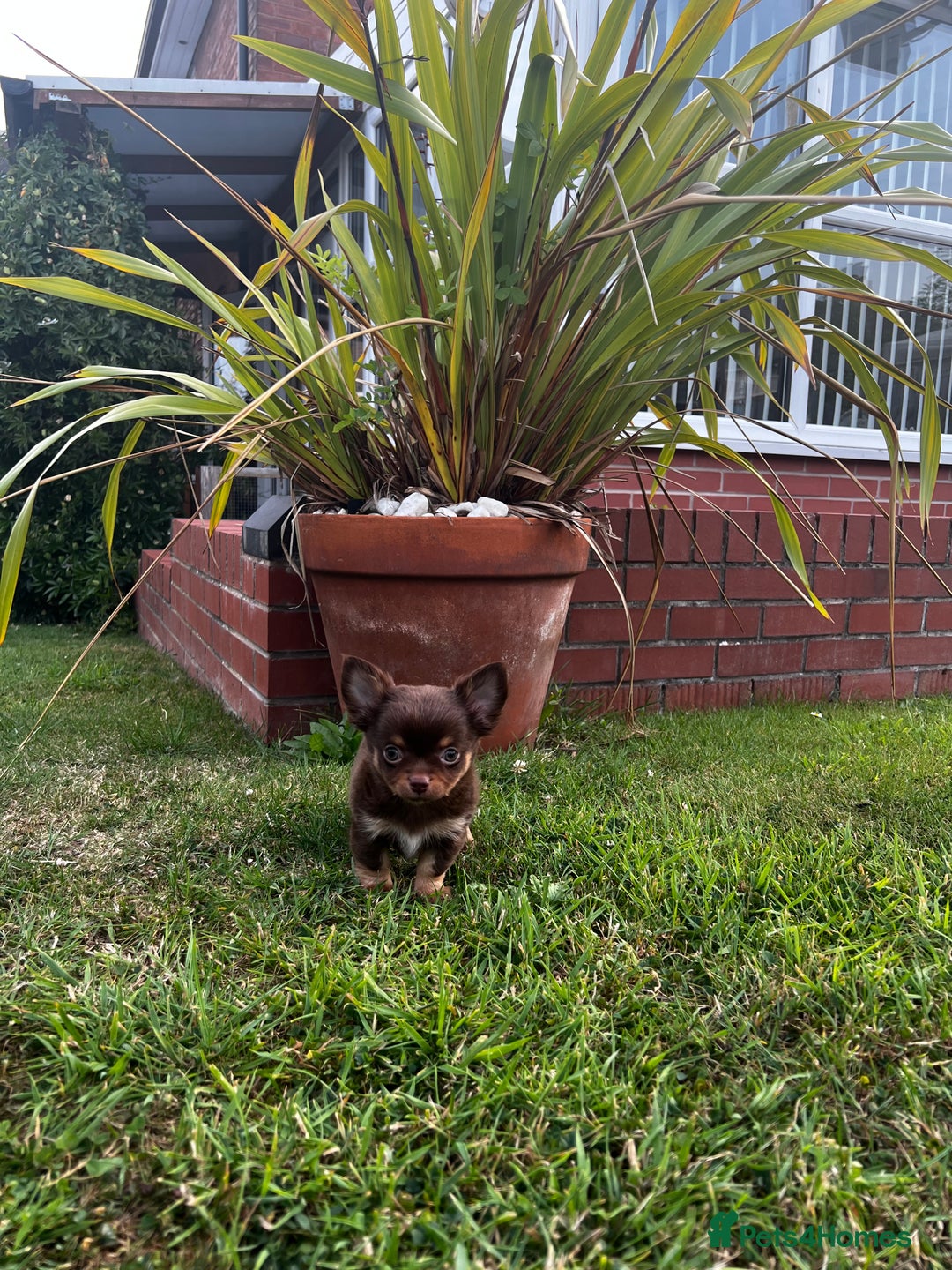 Chihuahua dogs for sale: *** Amazing quality very small Chihuahua’s *** - Image 6
