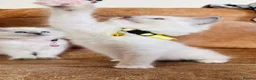 Ragdoll cats for sale: 🐈Pedigree Ragdoll Champion line 🏆 GCCF kittens  - Advert 31