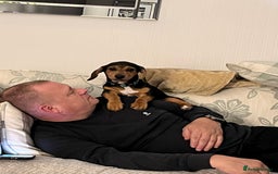 Mixed Breed dogs for sale: 1 Jack Russell x mini dashound puppies £800 - Image 19