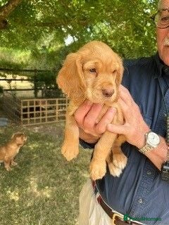 Cocker Spaniel dogs 4 WORKING COCKER SPANIEL PUPS.  - Advert 2