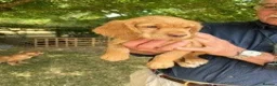 Cocker Spaniel dogs for sale: 4 WORKING COCKER SPANIEL PUPS.  - Advert 2