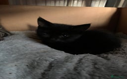 Mixed Breed cats for sale: Kittens for Sale - Image 2