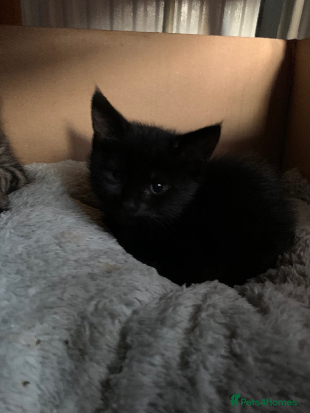 Mixed Breed cats for sale: Kittens for Sale - Image 2