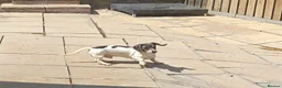 Miniature Dachshund dogs for stud: Blue & Tan pied mini daxi stud carrying choc - Advert 3