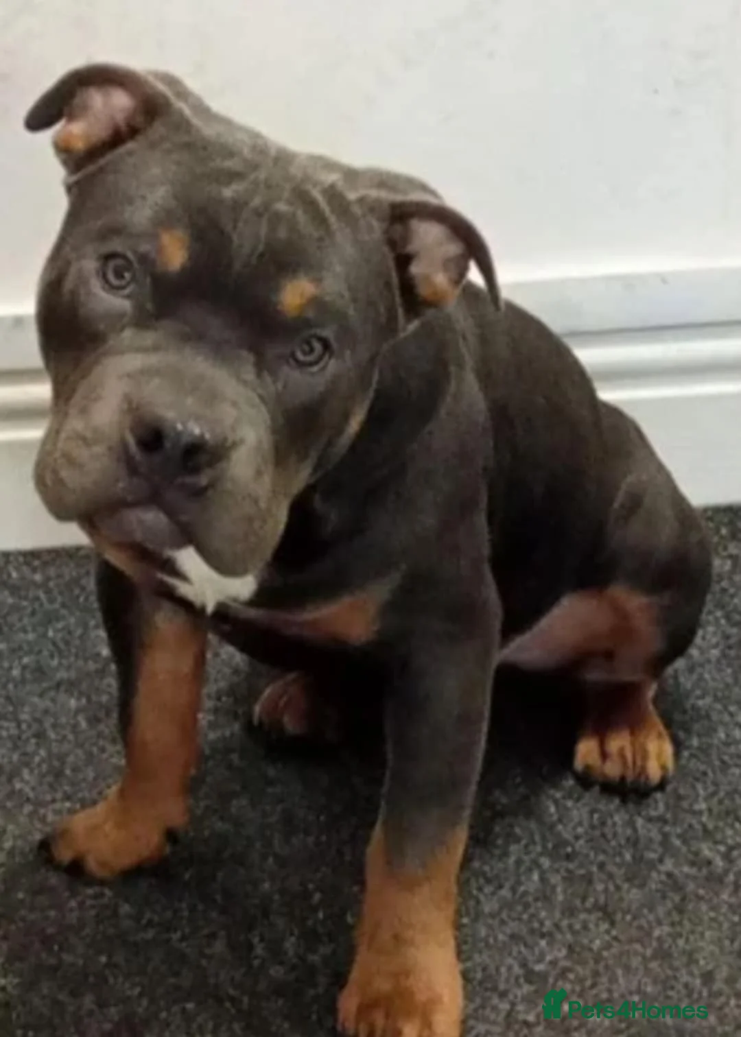 Mixed Breed dogs for sale: Pocket bully in Wrexham - Advert 2