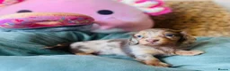 Miniature Dachshund dogs for sale: Gorgeous long‑haired Miniature Dachshund Puppies! - Advert 4