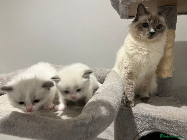 Ragdoll cats - Advert 13