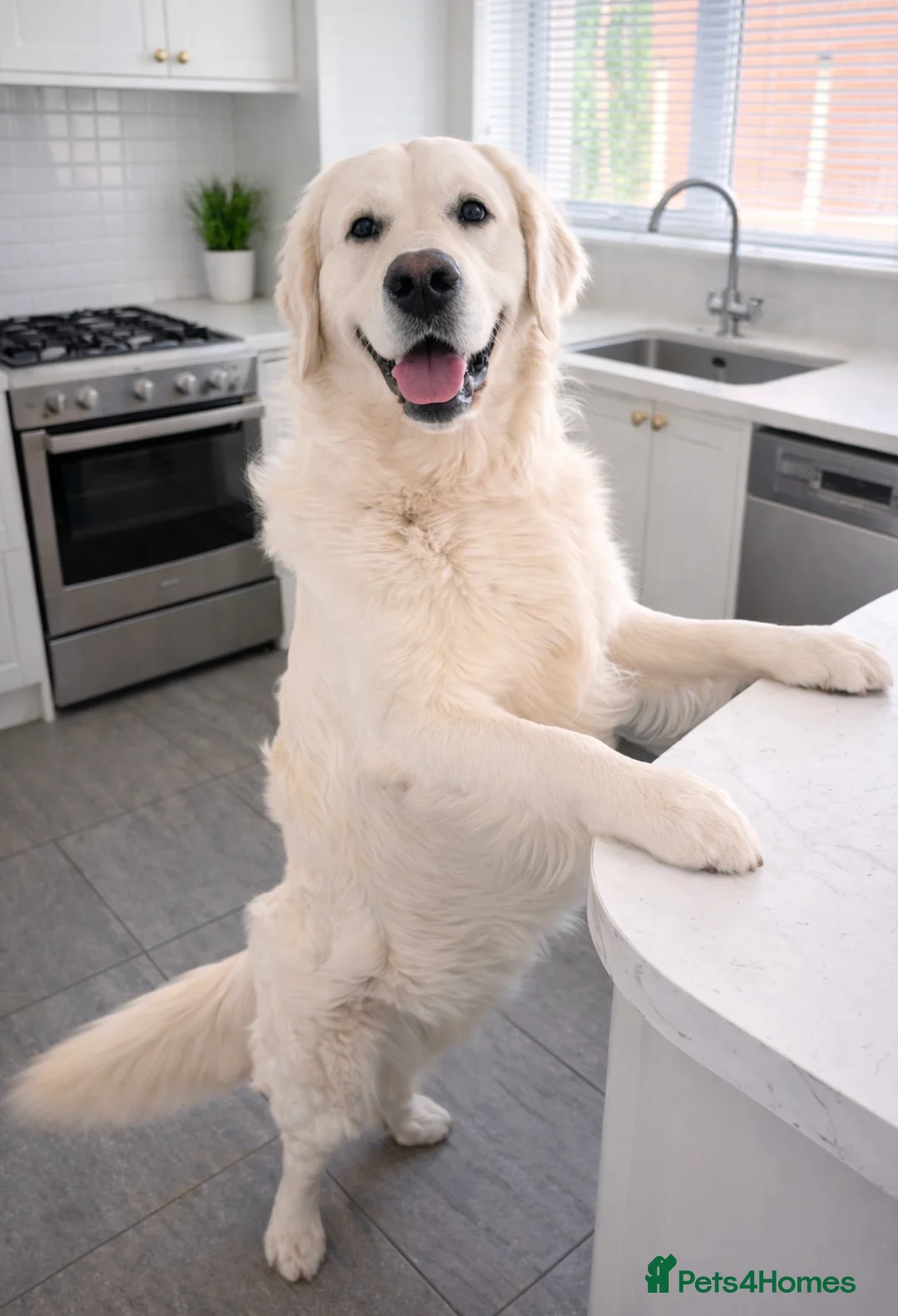 Golden Retriever dogs for stud: PROVEN & FULLY DNA CLEAR, ICT 1 & 2 CLEAR - Advert 2