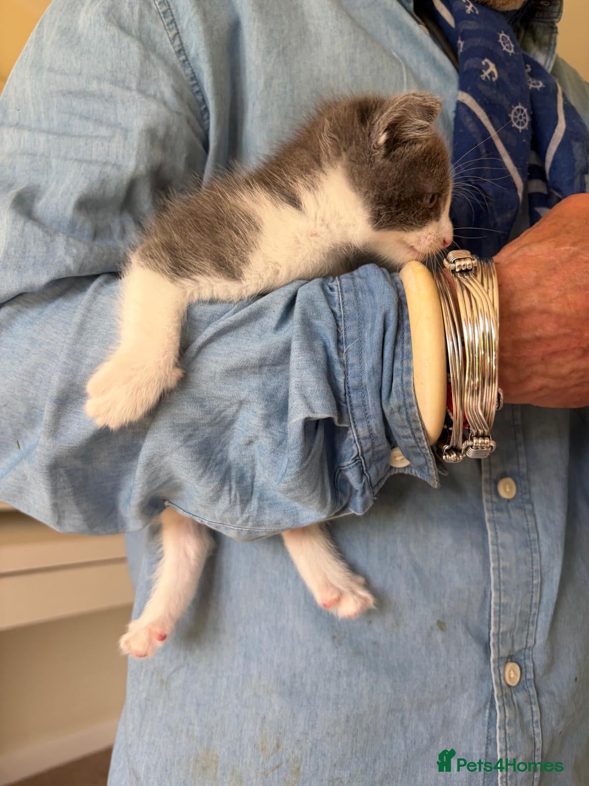 Mixed Breed cats 8wk white grey kitten - Advert 4