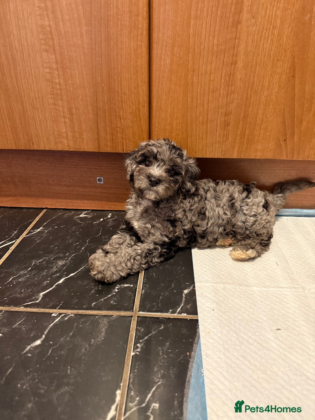 Cavapoo dogs for sale: Miniature cavapoo’s for sale - Image 6