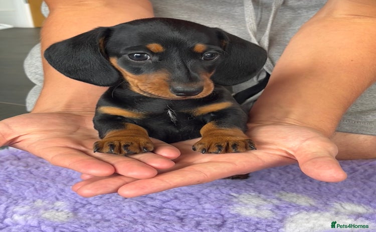 Miniature Dachshund dogs - Advert 9