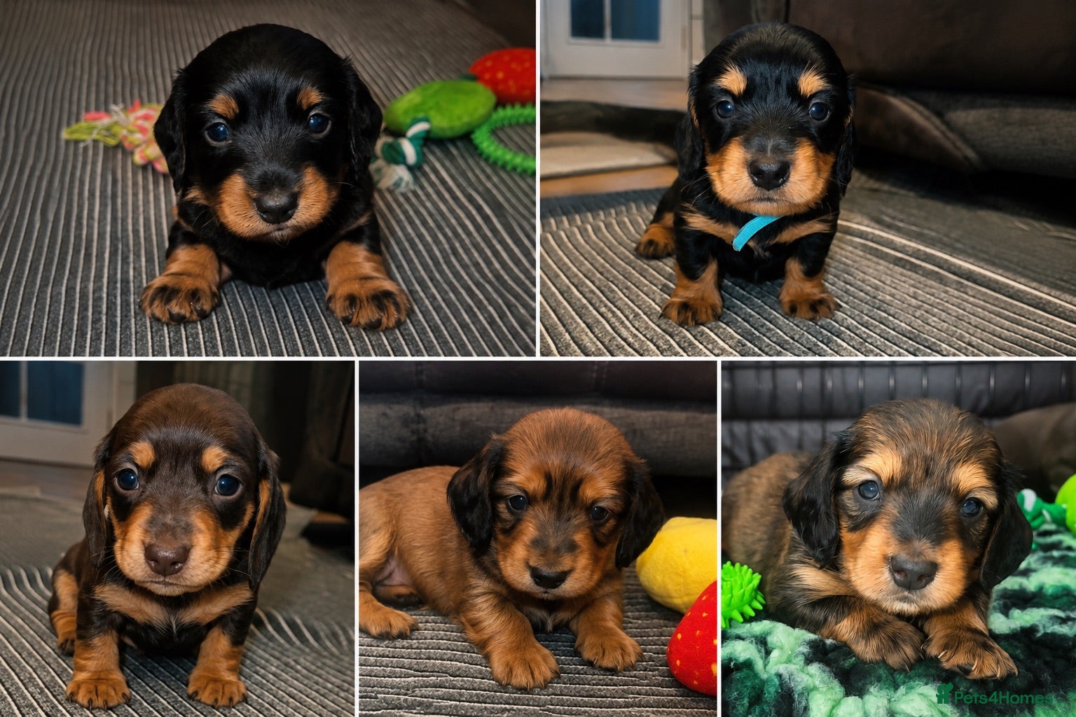 Miniature Dachshund dogs Beautiful Miniature Dachshunds–Long & Short Haired - Advert 16