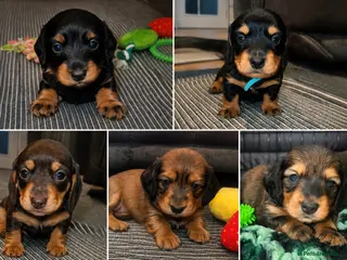 Miniature Dachshund dogs Beautiful Miniature Dachshunds–Long & Short Haired - Advert 16