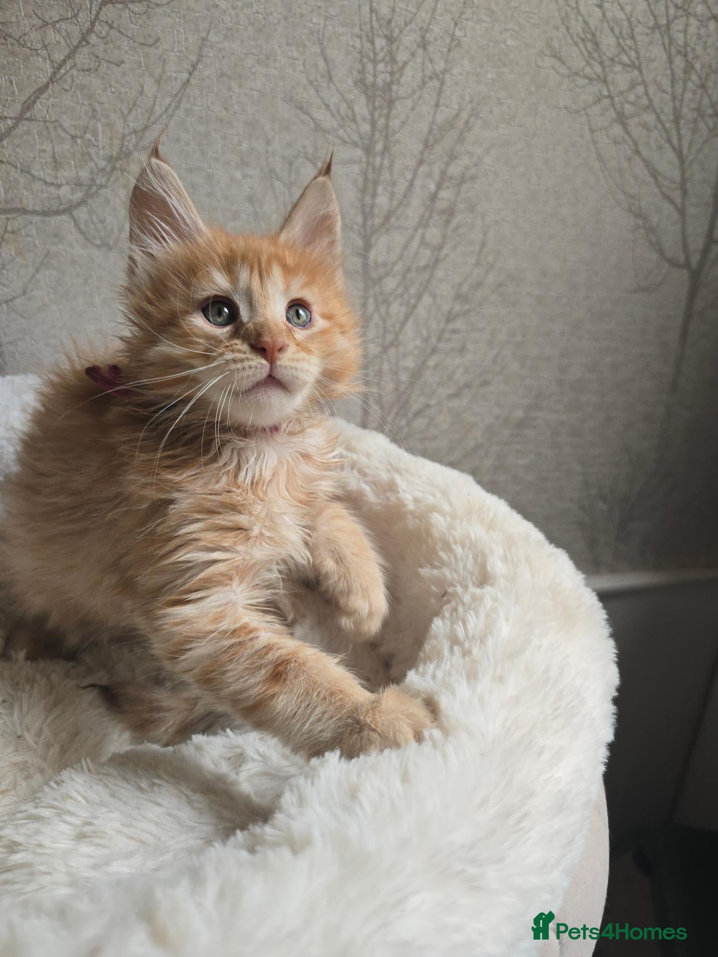 Maine Coon cats Red Maine Coon Chunky Large TICA Kittens - Advert 2