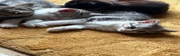 Mixed Breed cats for sale: CUTE KITTENS - Advert 13