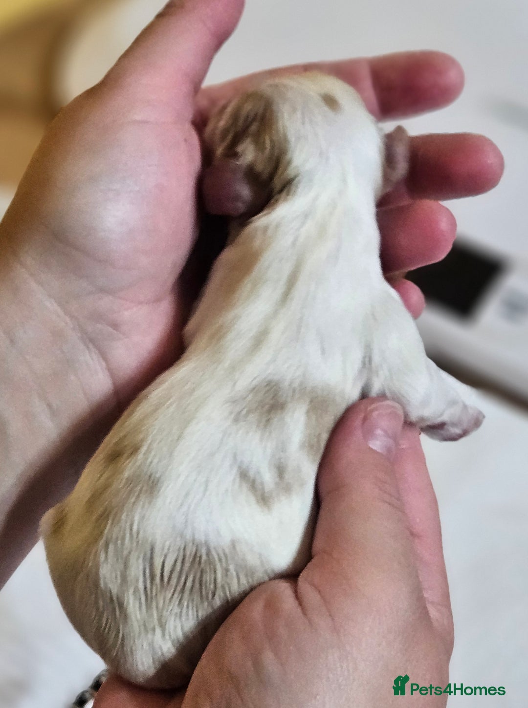 Cavalier King Charles Spaniel dogs for sale: KC REG CAVALIER KING CHARLES SPANIEL PUPPIES - Image 7